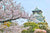 Close-up photo of cherry blossoms and Japanese temple