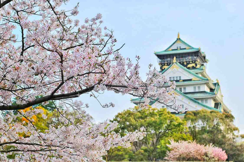 Close-up photo of cherry blossoms and Japanese temple